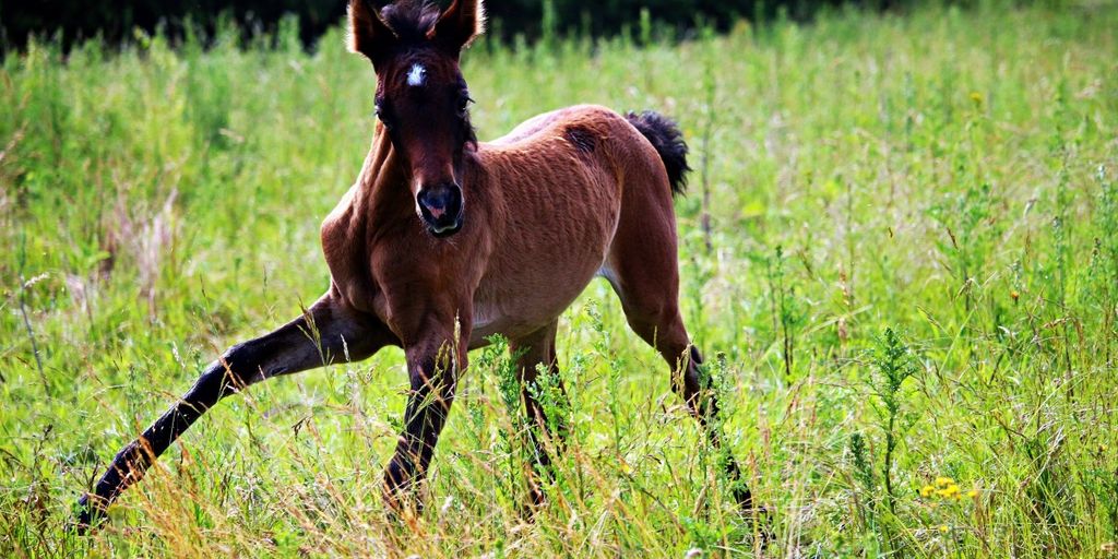 horse behavior in natural habitat