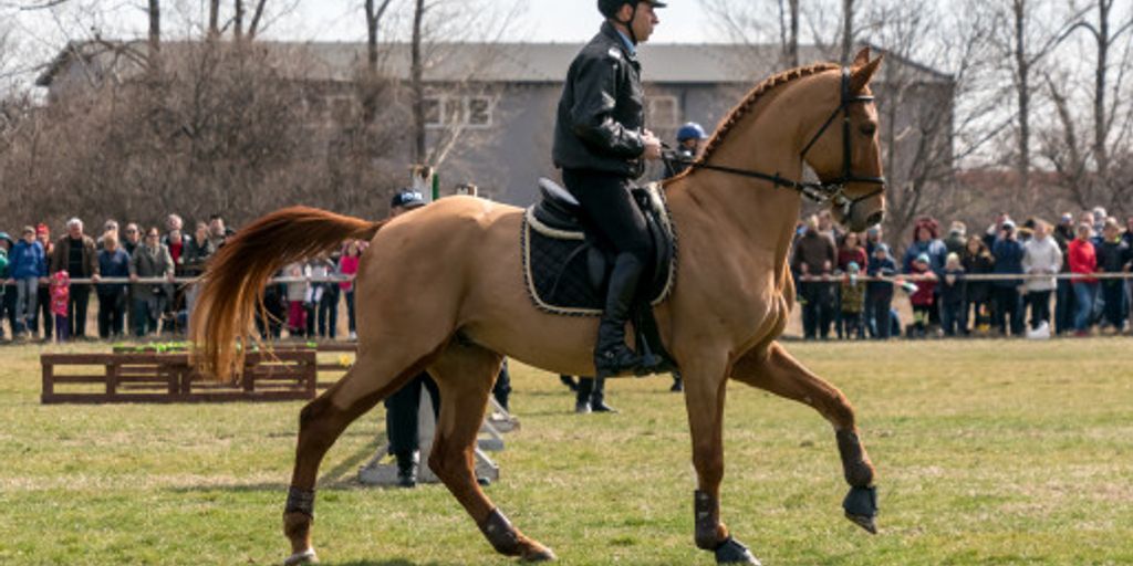 beginner dressage exercises with horse in an arena