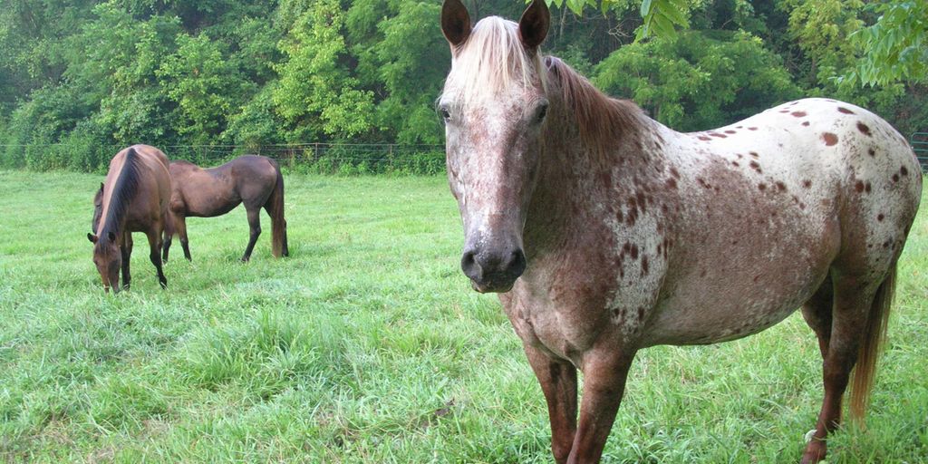 horse eating hay in a green pasture