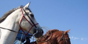 horse endurance training in nature