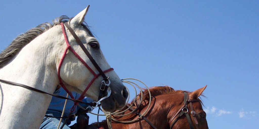 horse endurance training in nature