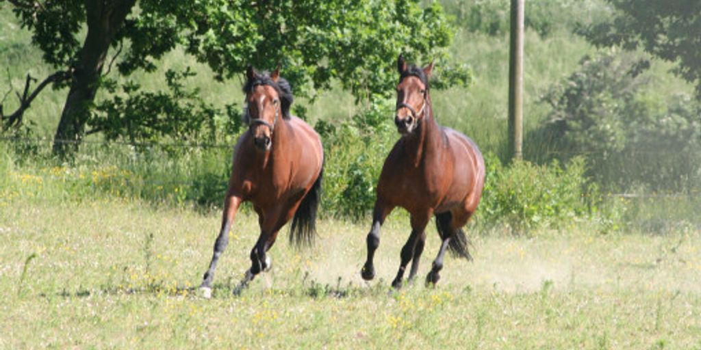 horse training in a rural setting