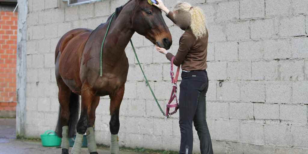 horse grooming in a stable